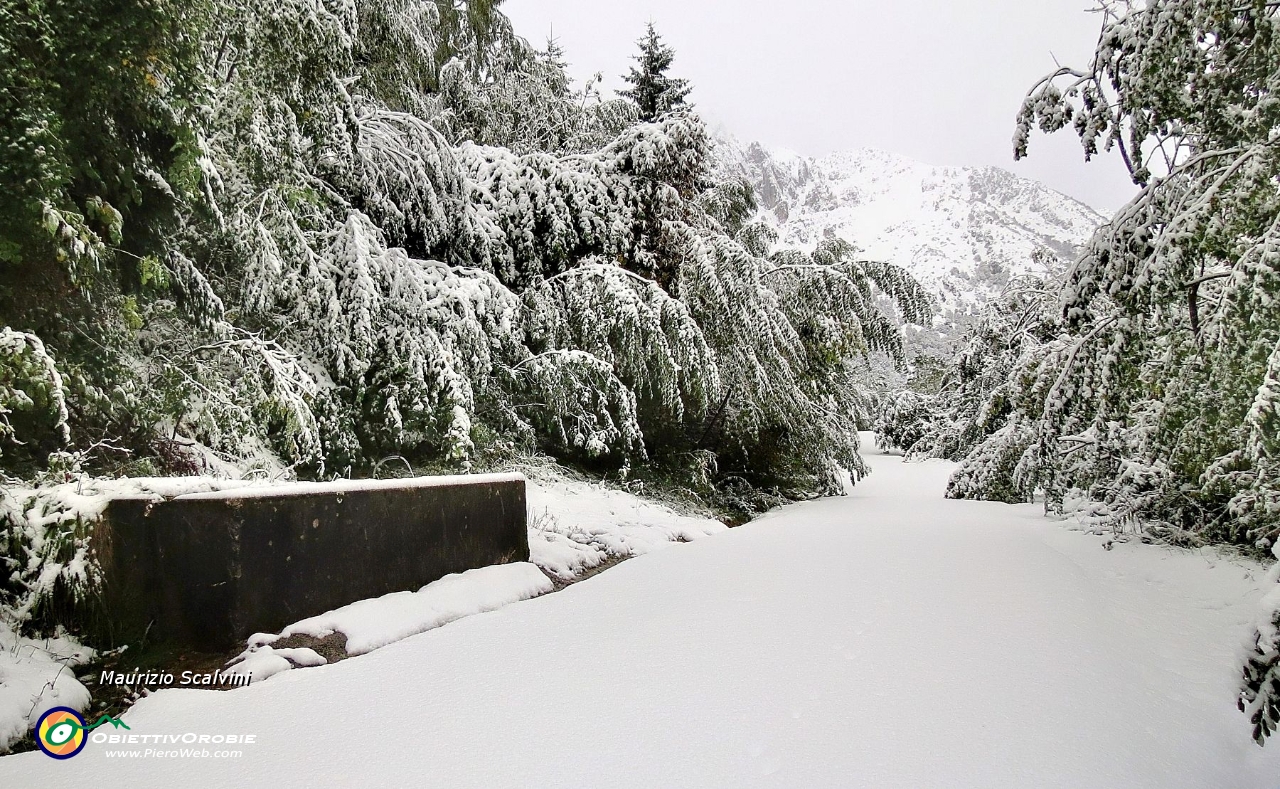 02 L'immacolata strada per Cespedosio, i rami si curvano fino a terra....JPG